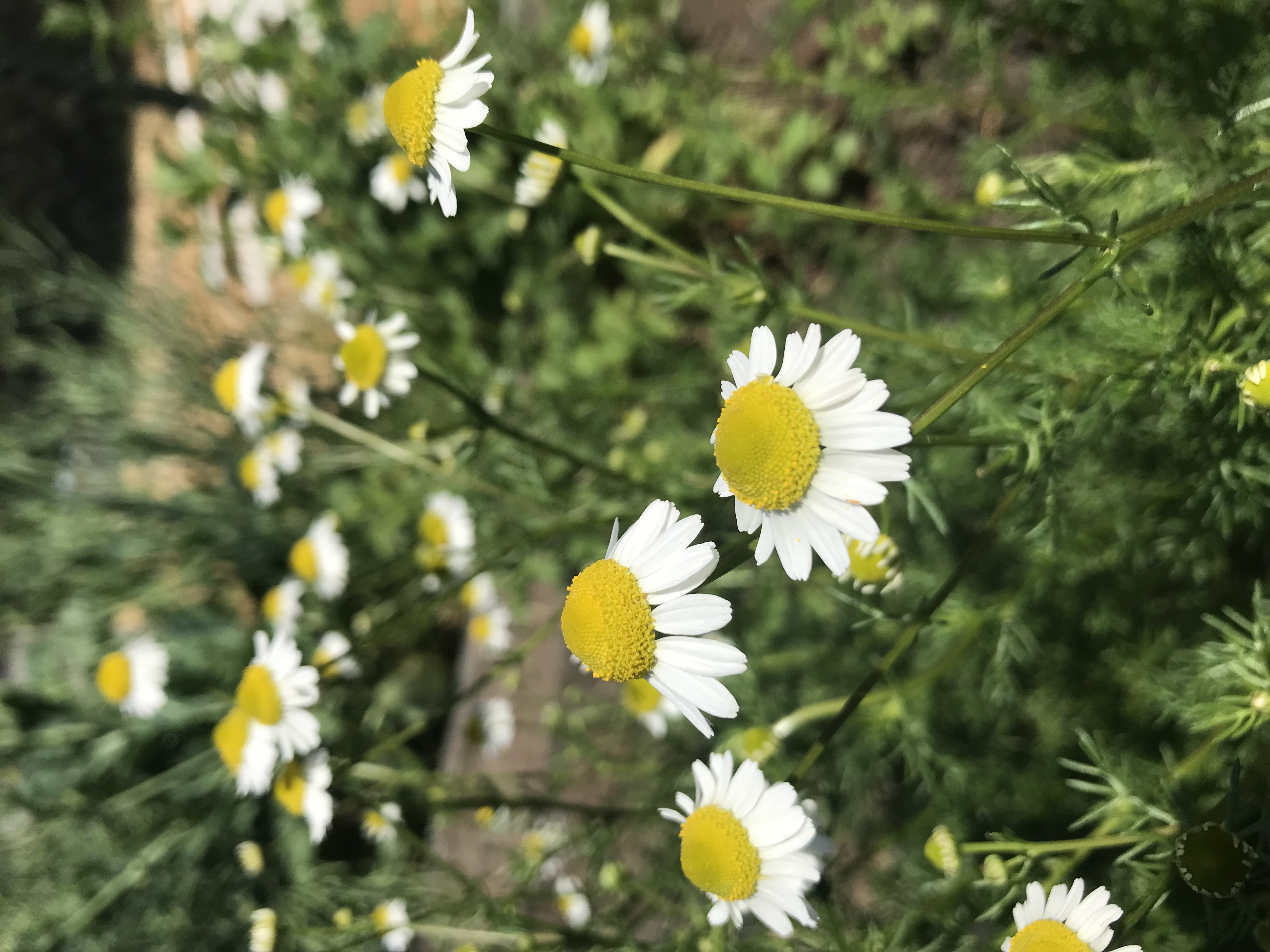 chamomile