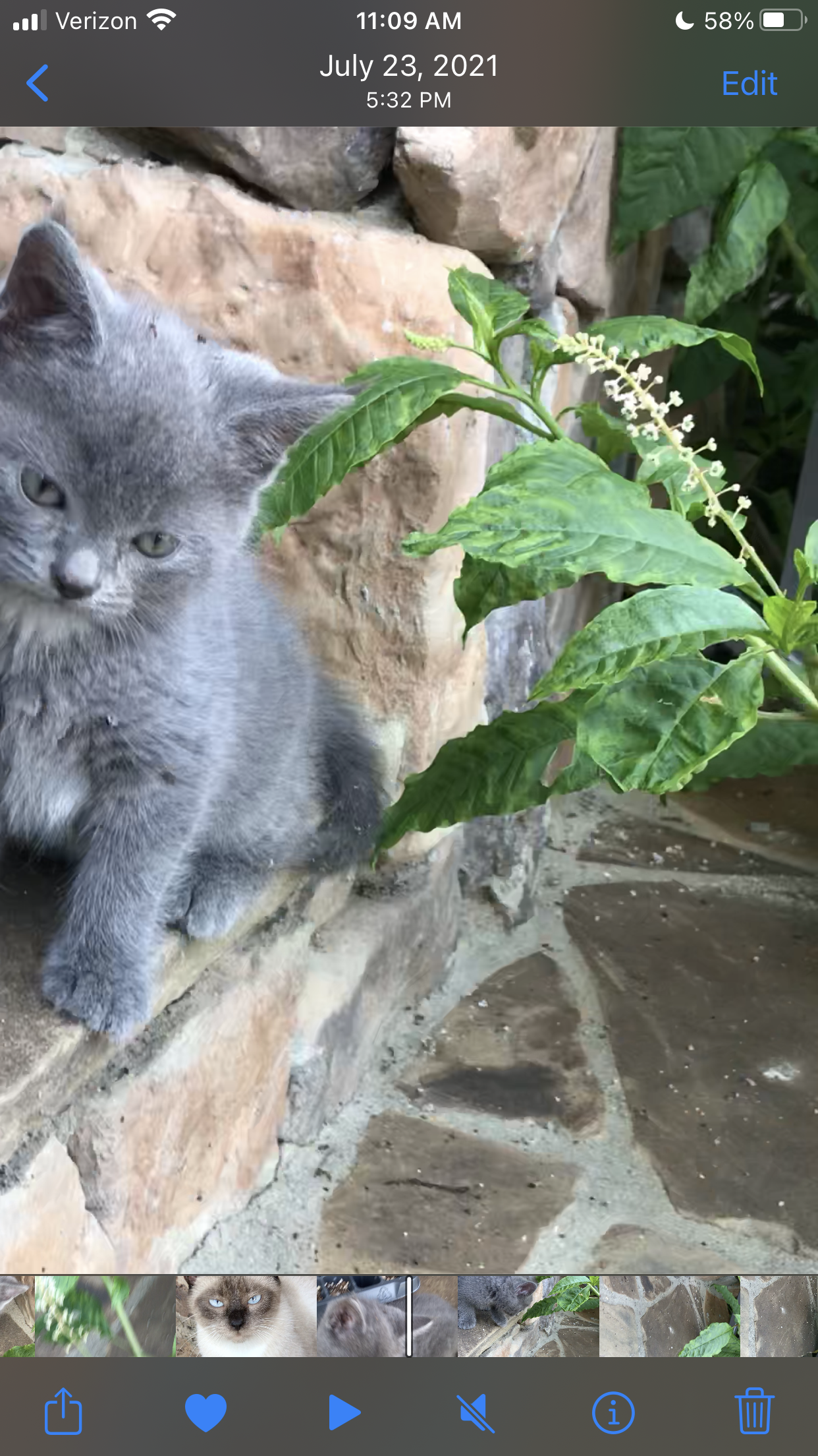 kitty