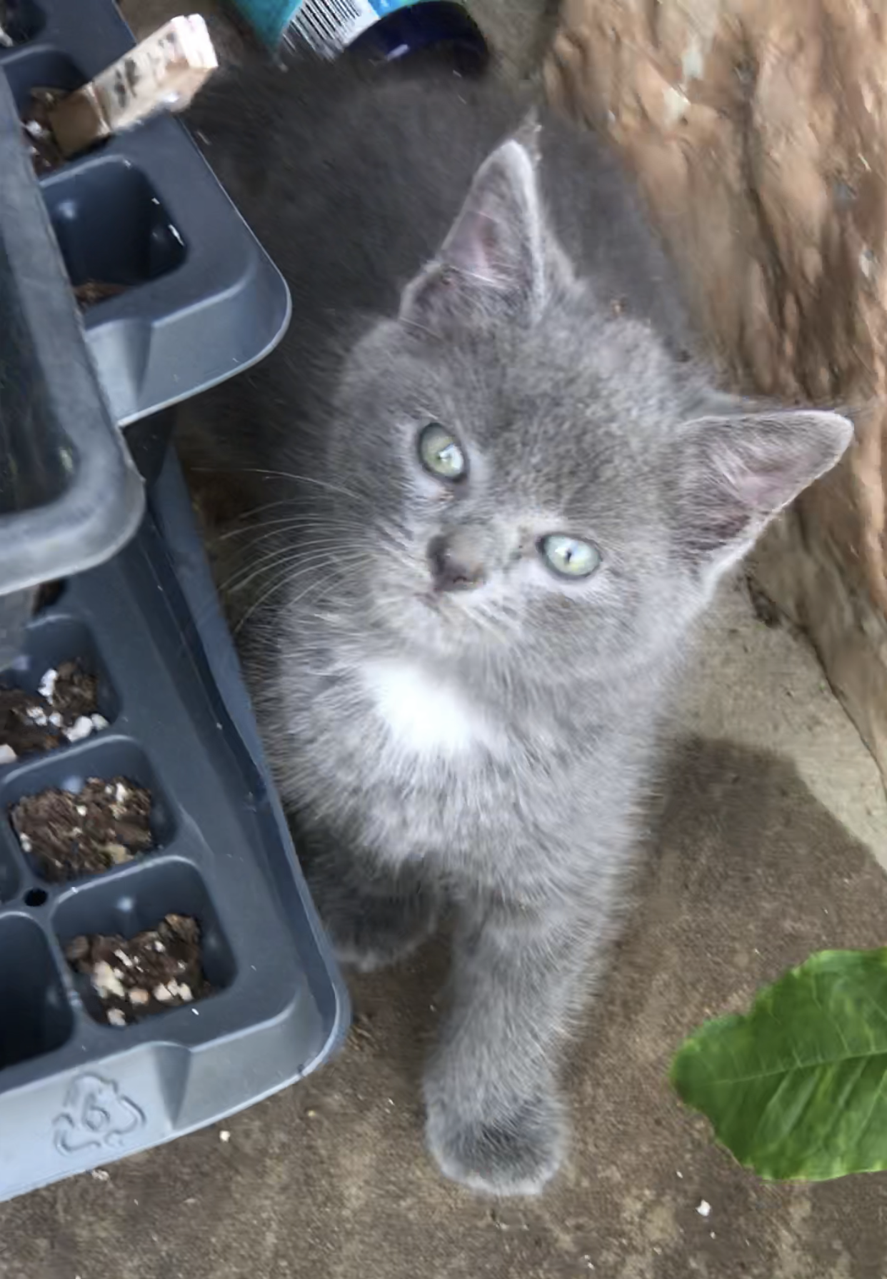 kitty2