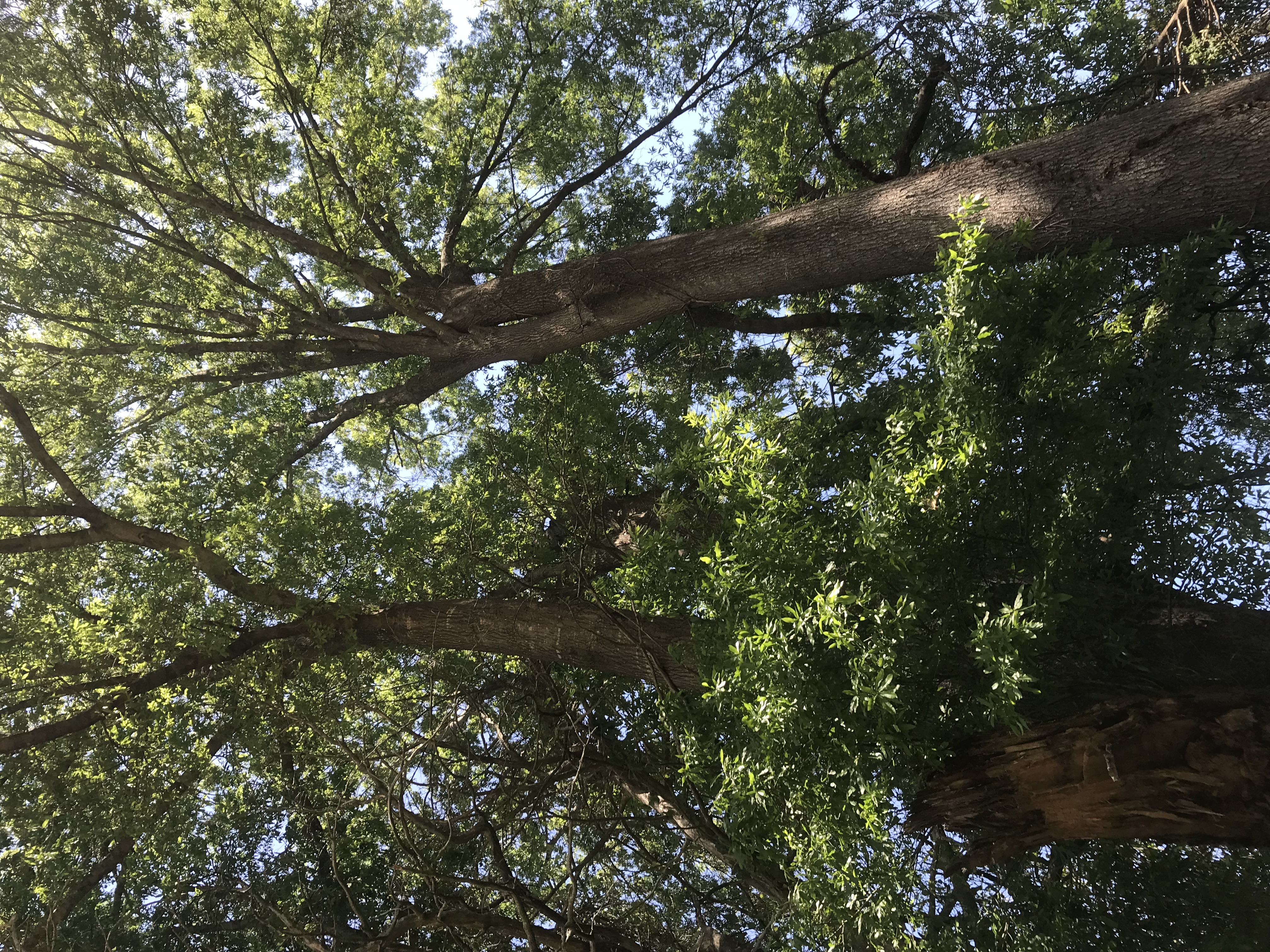 oak2