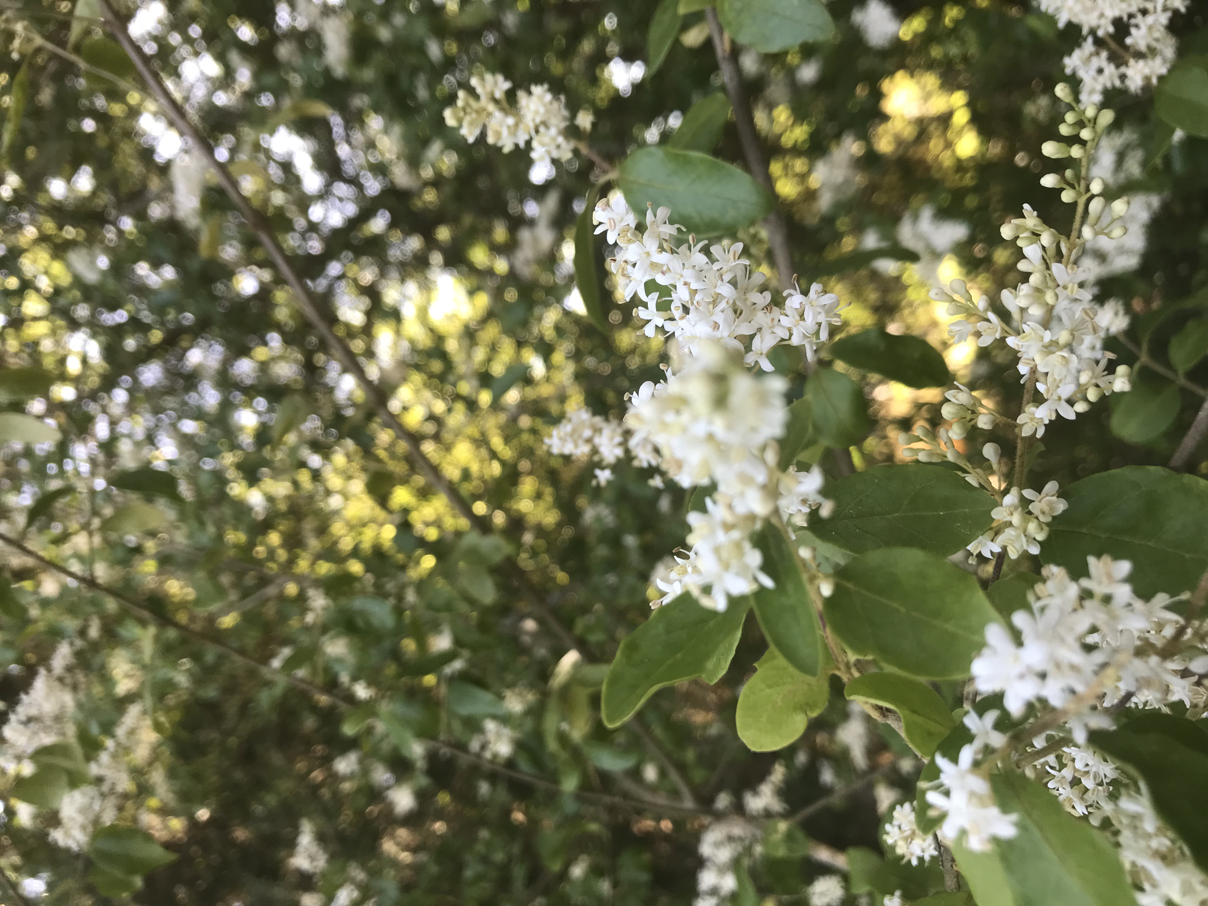 privet